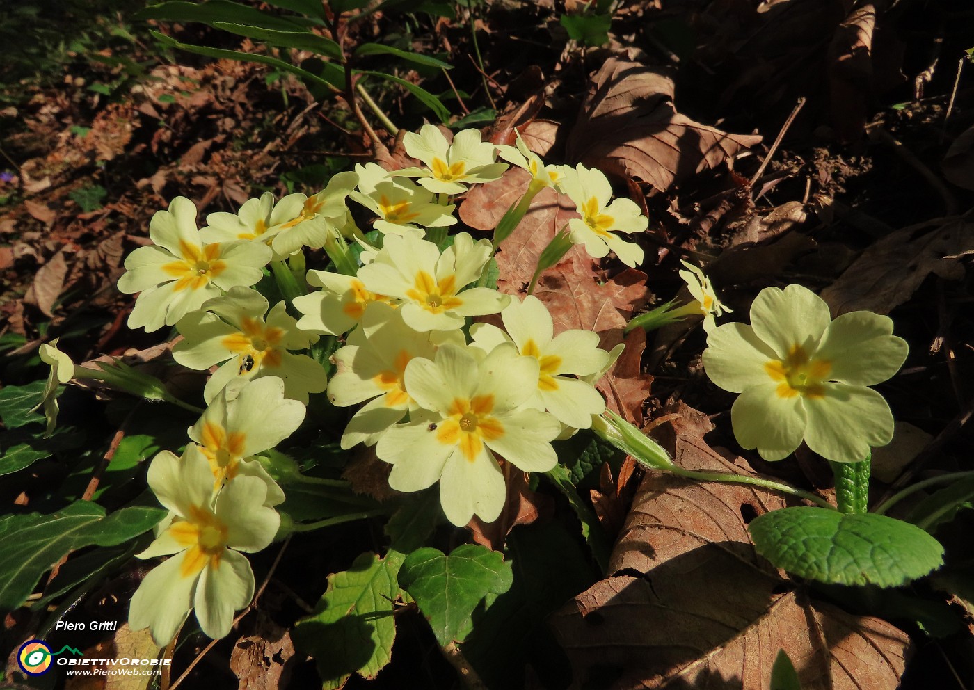 15 Primula vulgaris (Primula comune).JPG